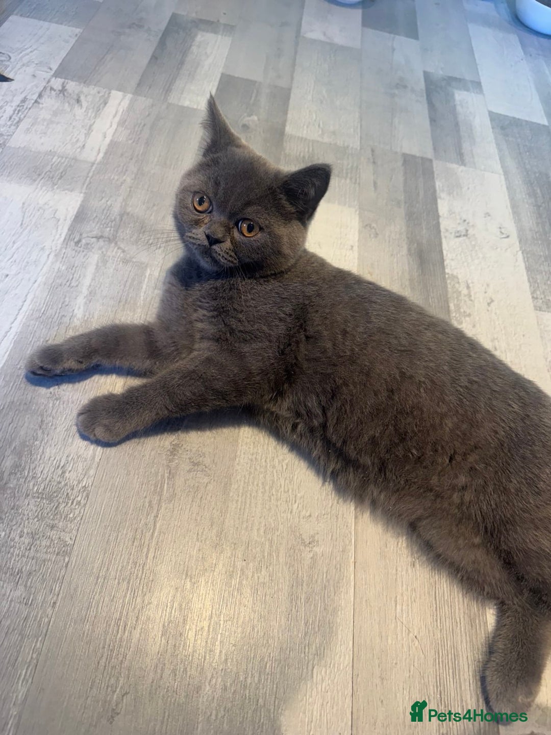 British Shorthair cats for sale: ❣️British Shorthair Kittens Blue❣️ - Image 8