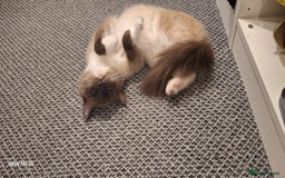 Ragdoll cats for sale: Stunning pure ragdoll male ❤️ - Image 5
