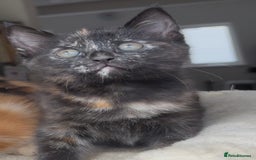 Mixed Breed cats for sale: 1/4 Maincoon dog friendly tortoiseshell girl - Image 3