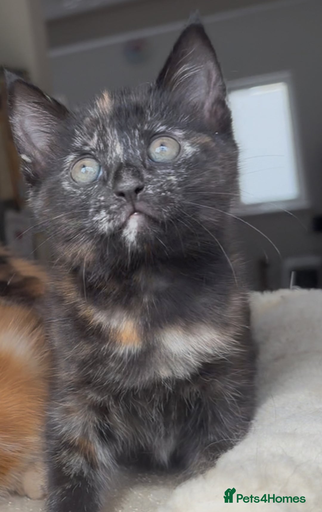 Mixed Breed cats for sale: 1/4 Maincoon dog friendly tortoiseshell girl - Image 3
