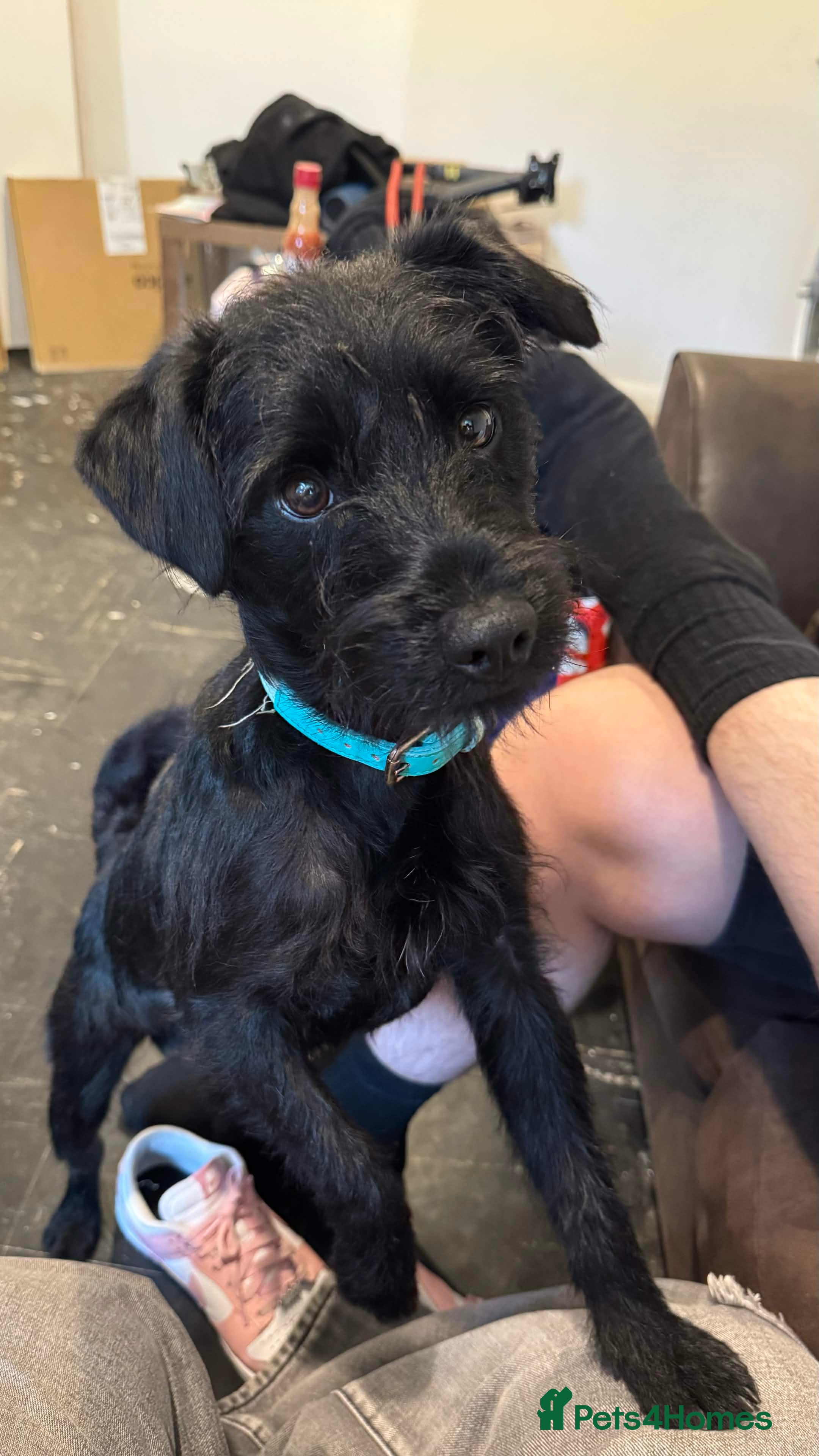 Mixed Breed dogs Male Patterdale pup - Advert 1