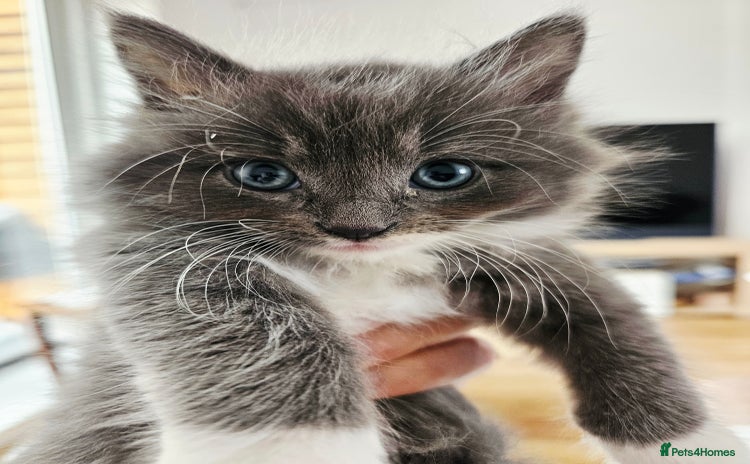 Mixed Breed cats - Advert 1