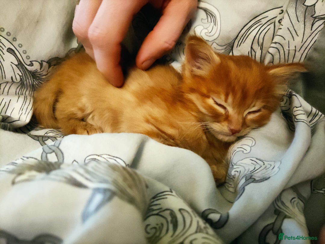 Somali cats for sale: 4 somali kittens. ready from 27.10 - Image 5