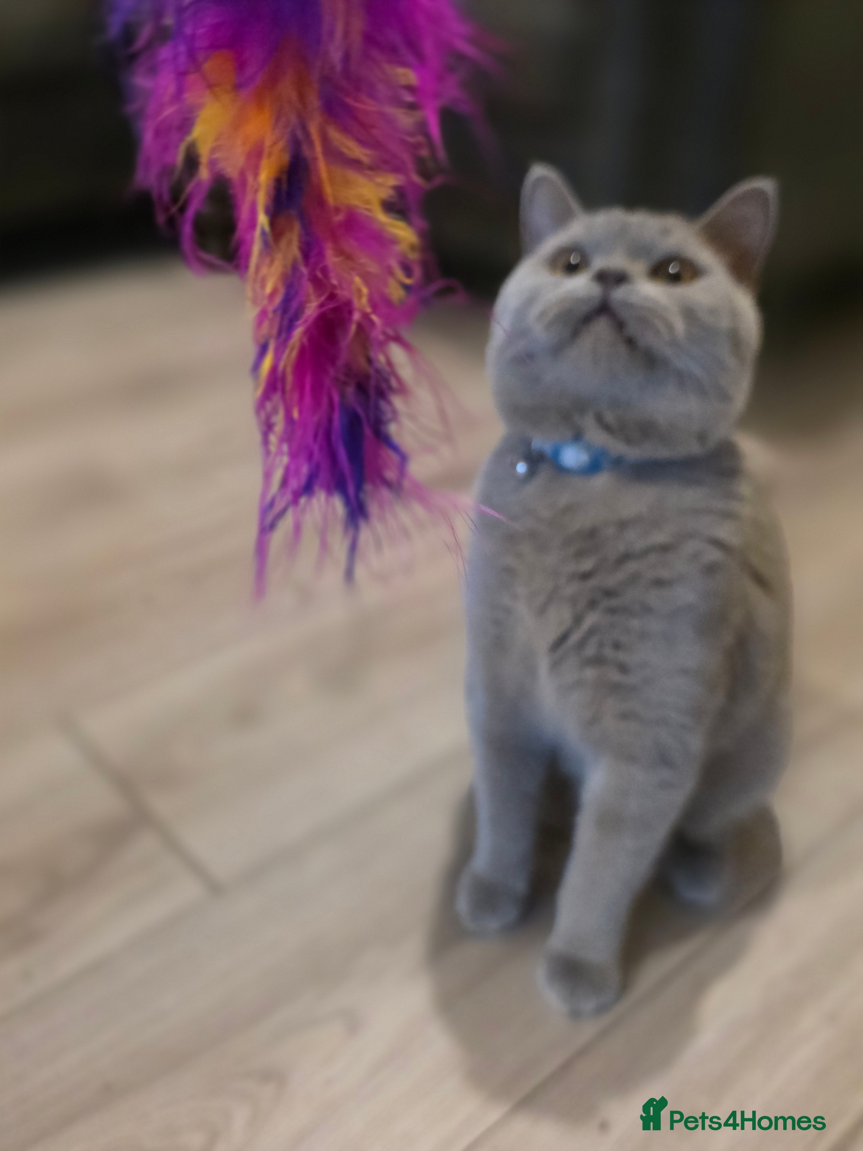 British Shorthair cats BSH lilac stud - Advert 6