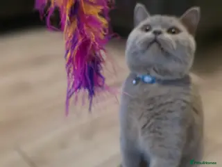 British Shorthair cats BSH lilac stud - Advert 6