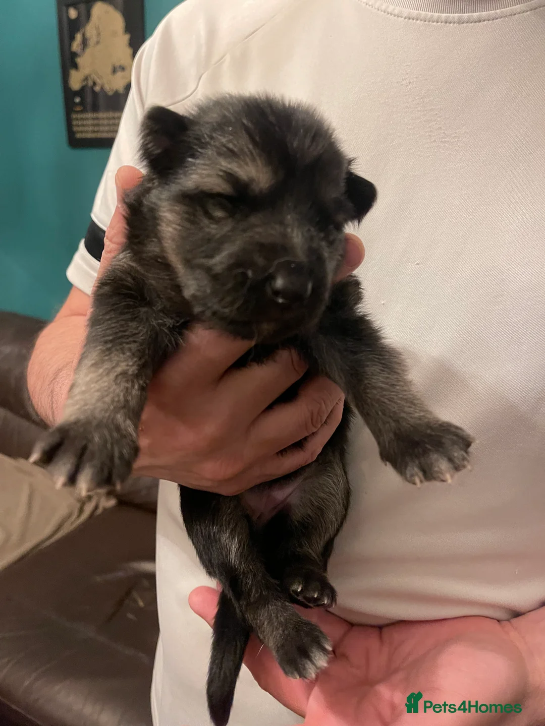 German Shepherd dogs for sale: Stunning Mix KC Registered Long Hair GSD DM Clear - Advert 2