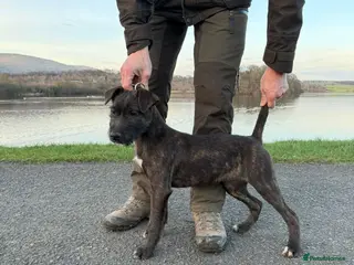 Mixed Breed dogs 5 months old wheaten terrier x female - Advert 3