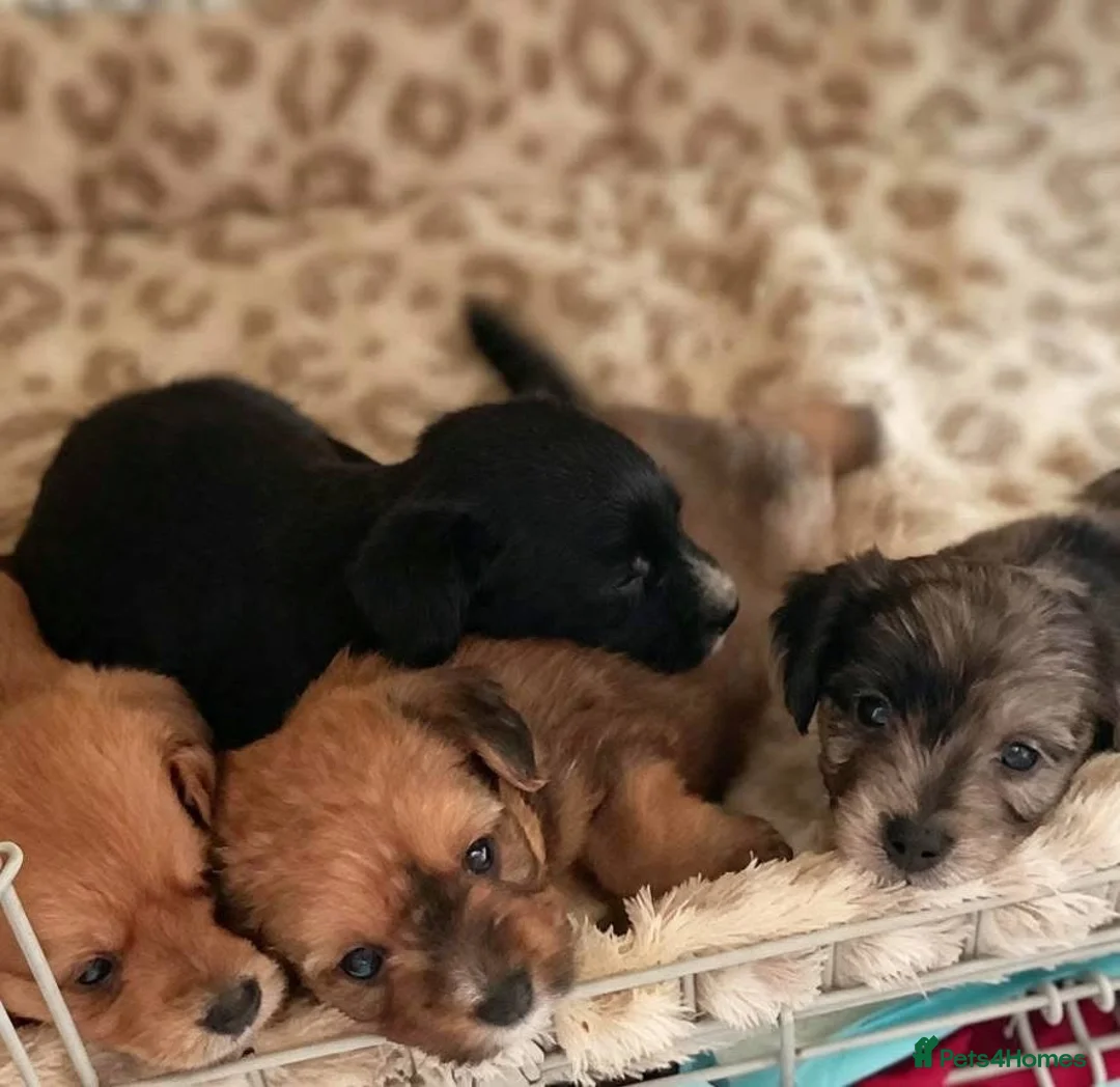 Mixed Breed dogs for sale: Beautiful Multipom/terrier puppies  - Advert 2