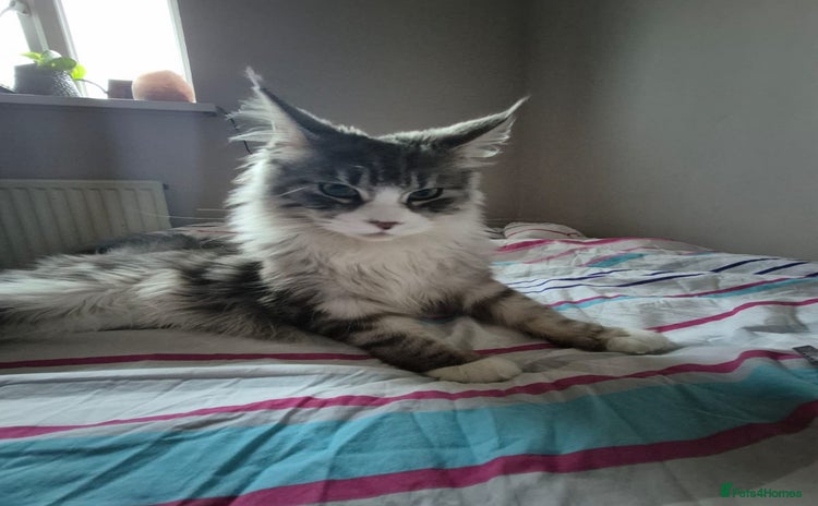 Maine Coon cats - Advert 11