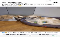 Shih Tzu dogs for sale: Beautiful Shih Tzu Puppies - Image 20