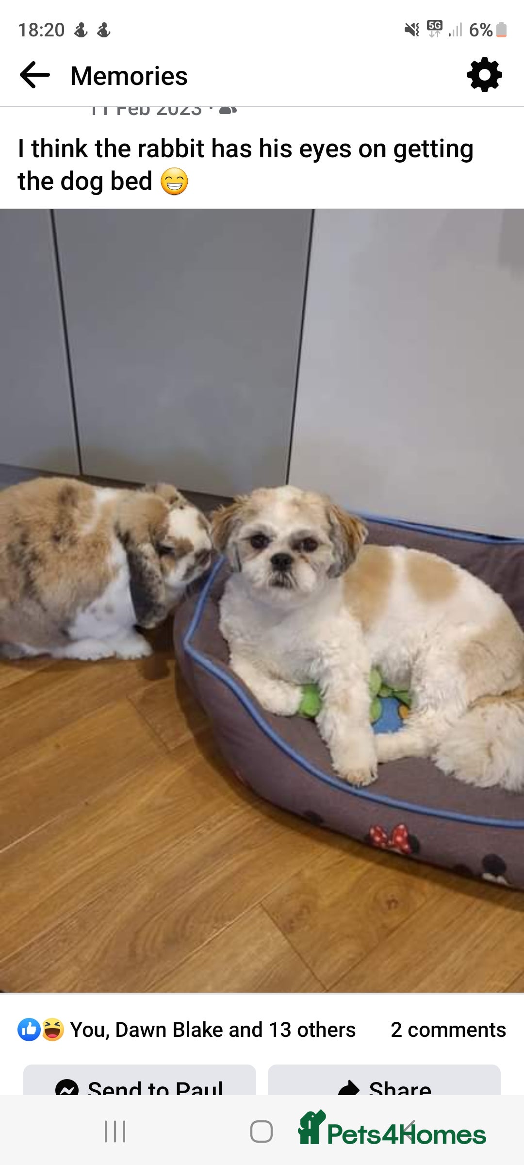 Shih Tzu dogs for sale: Beautiful Shih Tzu Puppies - Image 20