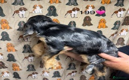 Cocker Spaniel dogs for sale: Chunky show type cocker spaniels  - Image 7