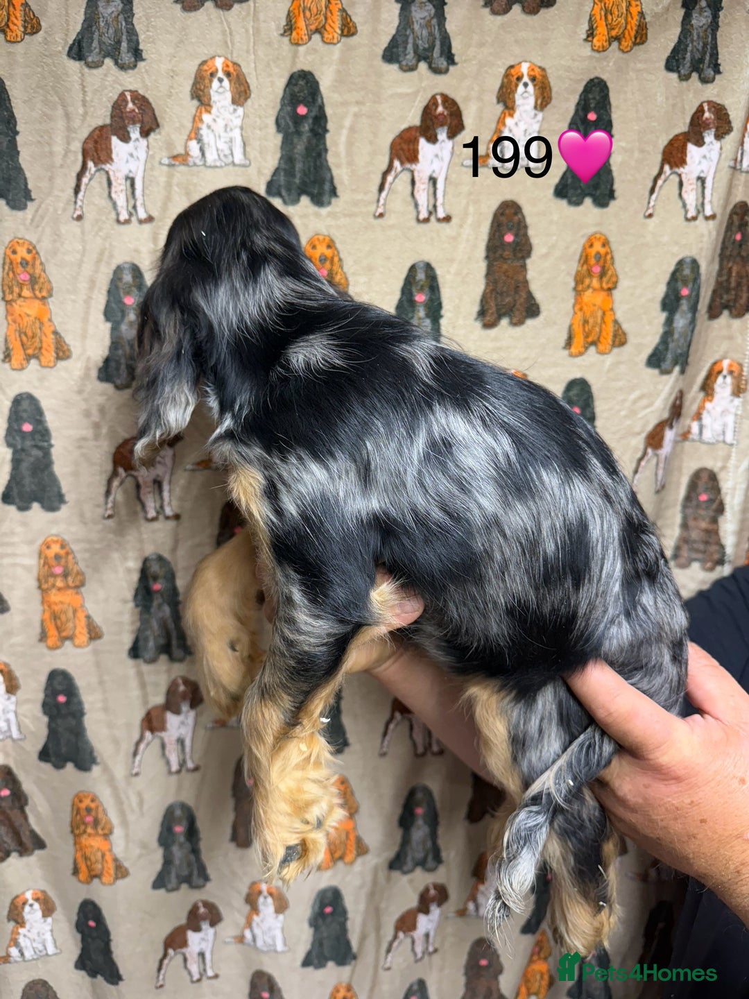 Cocker Spaniel dogs for sale: Chunky show type cocker spaniels  - Image 7