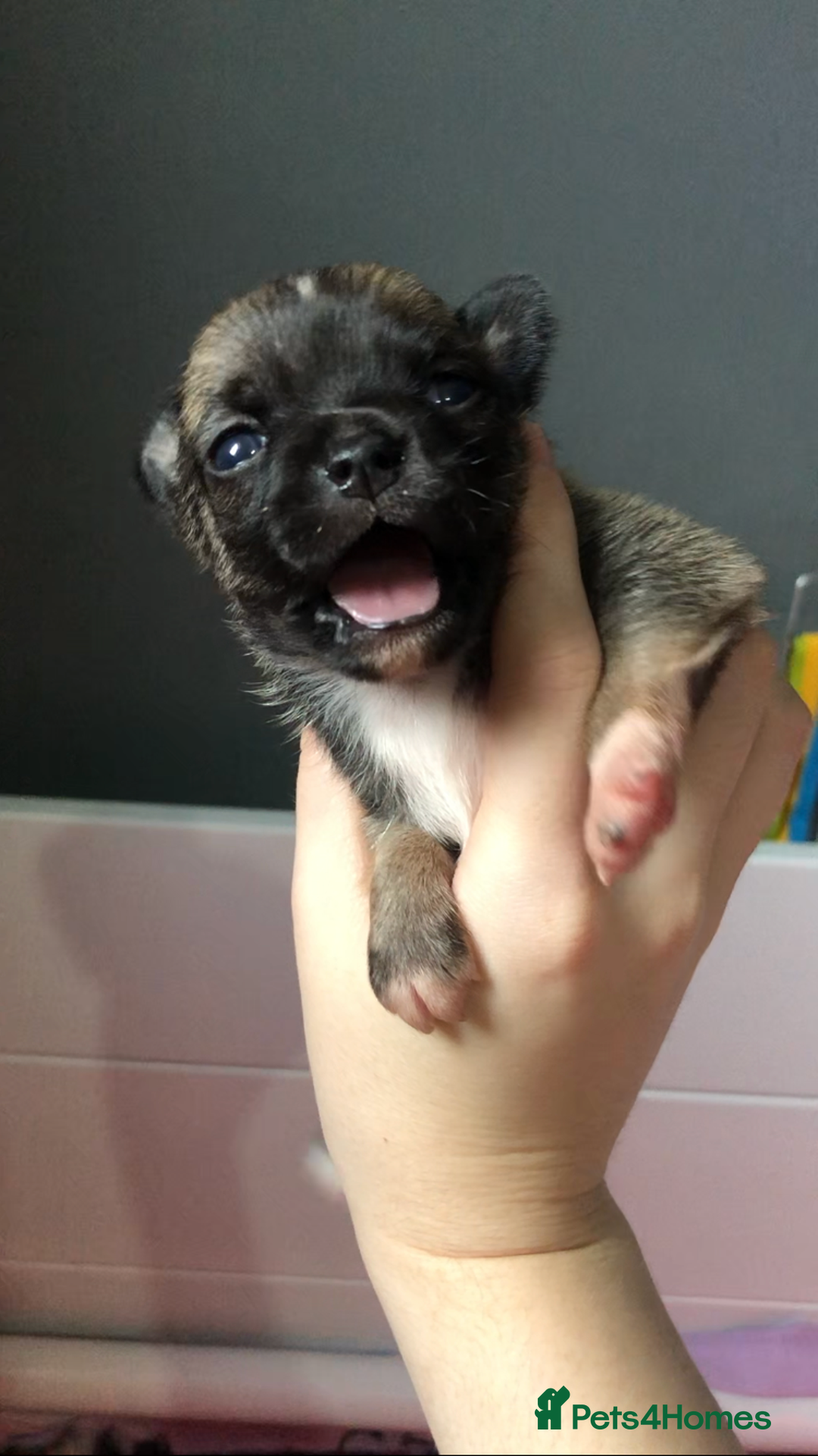 Pomchi dogs for sale: 🐾MALE POMCHI PUPPIES🐾 - Advert 27