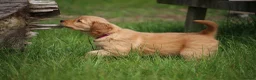 Golden Retriever dogs for sale: KC Registered Working Golden Retriever Puppies - Advert 6