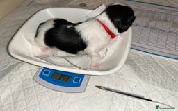 Lhasa Apso dogs for sale: KC Reg Lhasa Apso pups GPRA clear - Image 15
