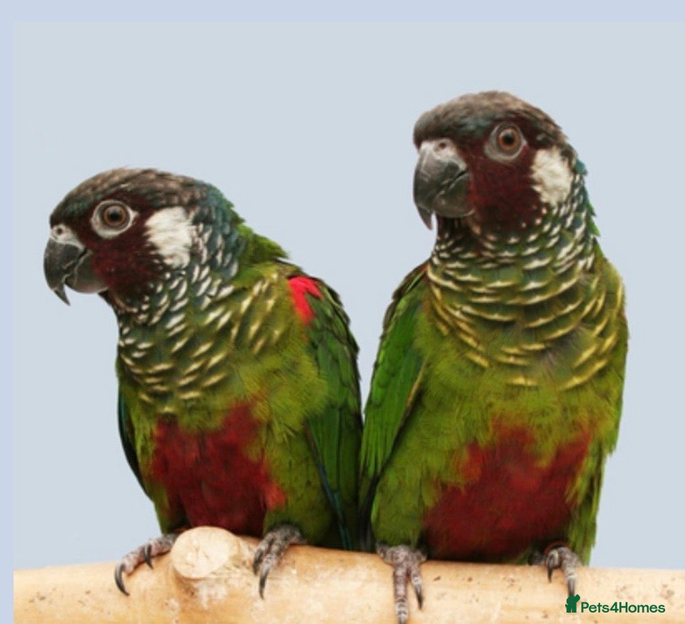 Conures birds Proven Breeding Pair of Conures. - Advert 6