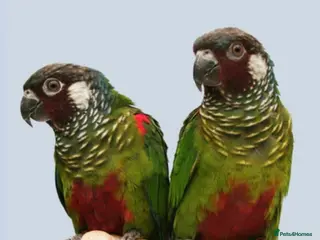 Conures birds Proven Breeding Pair of Conures. - Advert 6