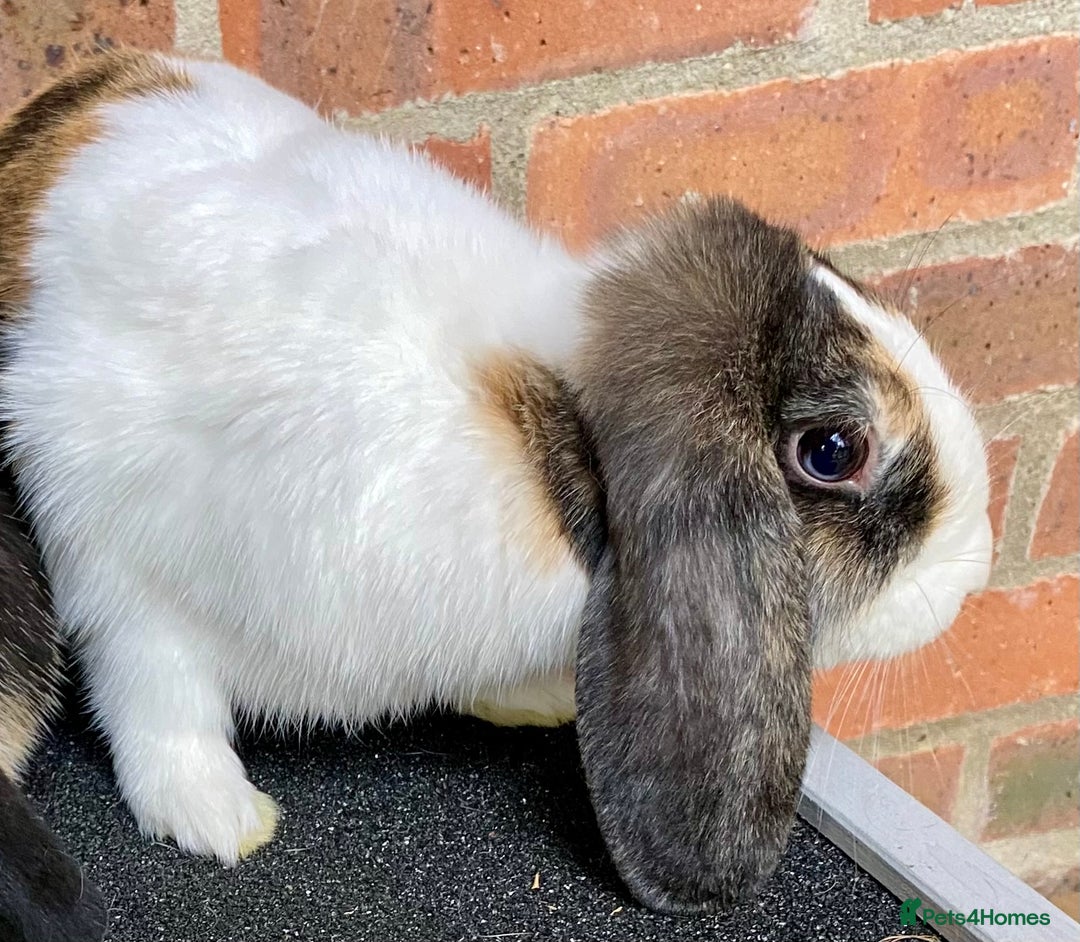 Mini Lop rabbits for sale: 2 sweet bonded mini lop sisters £25 each. - Advert 5