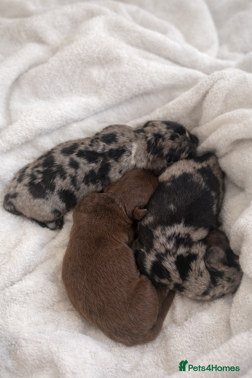 Miniature Dachshund dogs 2 Black & Tan girls available 5 star licenced - Advert 2