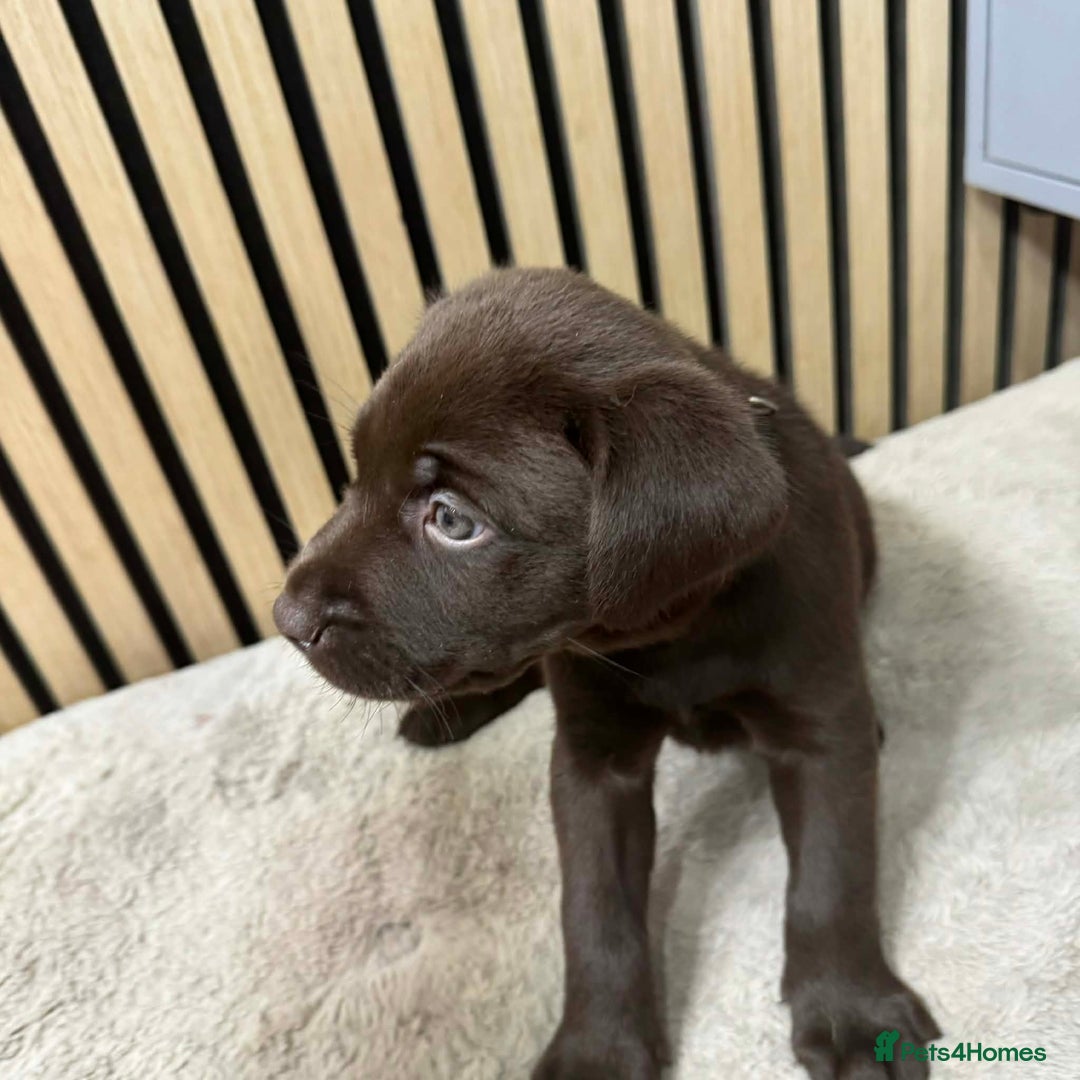 Labrador Retriever dogs for sale: Beautiful Labrador puppies for sale🥰 - Advert 12