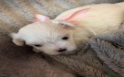 Maltese dogs for sale: Beautiful Small Size Maltese ONLY TWO PUPPIES LEFT - Image 18