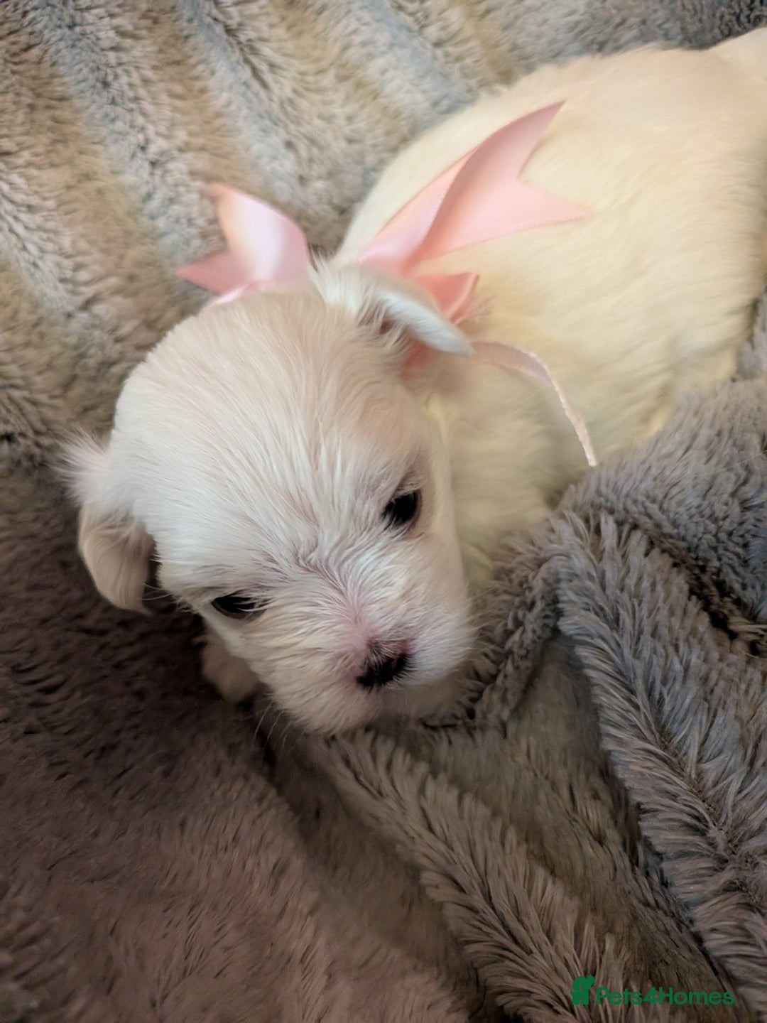 Maltese dogs for sale: Beautiful Small Size Maltese ONLY TWO PUPPIES LEFT - Image 18