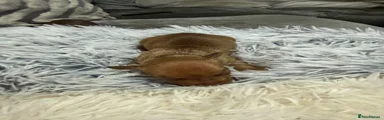 Miniature Dachshund 4