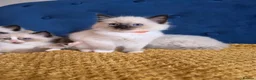 Ragdoll cats for sale: Registered Ragdoll Kittens  - Advert 16