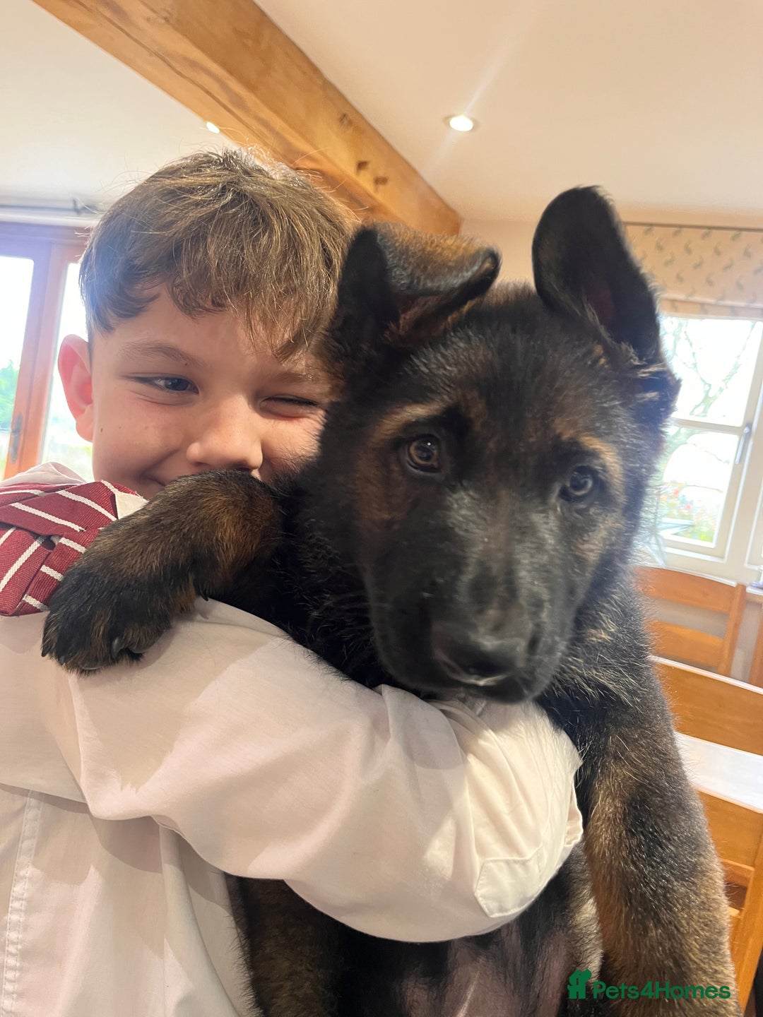 German Shepherd dogs for sale: KC Reg bitch Family Dog - Advert 5