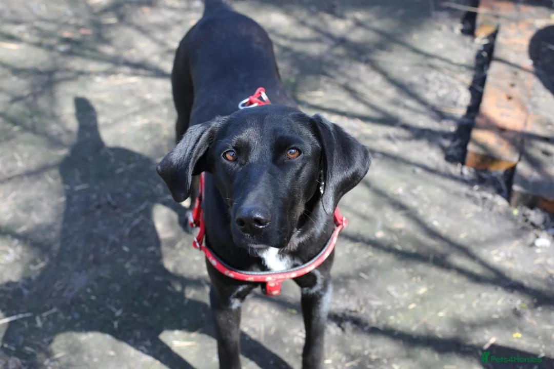 Mixed Breed dogs for adoption: ❤️🐶 KELLY – QUIETLY BY YOUR SIDE 🐶❤️ in Burton-on-Trent - Advert 2