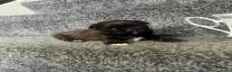 Shih Tzu dogs for sale: Beautiful chocolate dobie imperial shih tzus - Advert 24