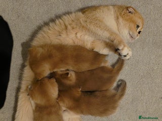 Scottish Fold cats - Advert 9