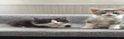 Mixed Breed cats for sale: 2 Amazing Boy Kittens - Advert 6