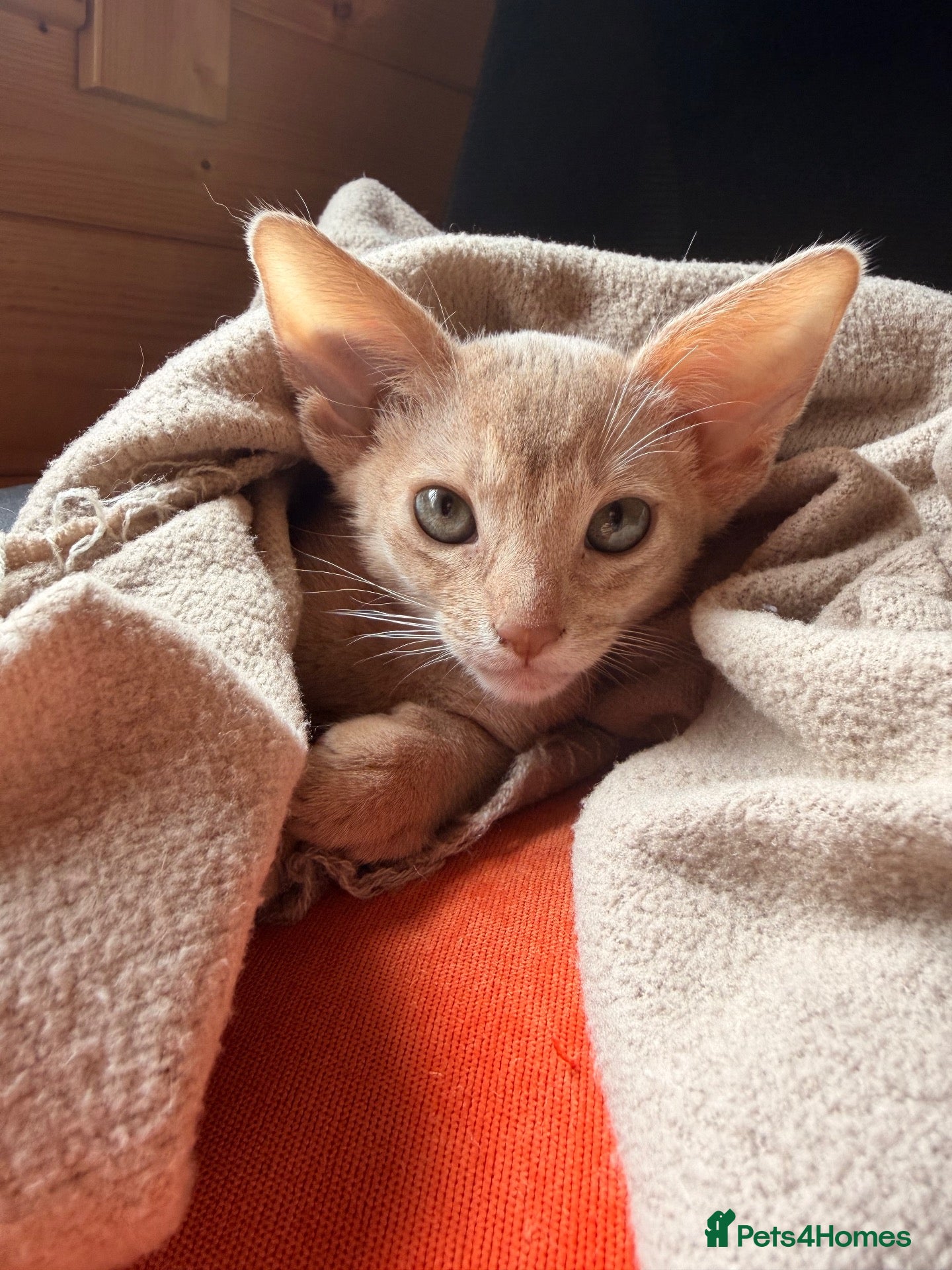 Abyssinian cats Abyssian girl looking for loving home - Advert 11