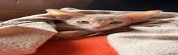 Abyssinian cats for sale: Abyssian girl looking for loving home - Advert 5