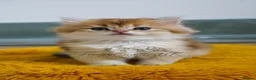 British Longhair cats for sale: TICA Exceptional Pedigree Golden British Kittens - Advert 11