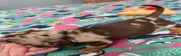 Miniature Dachshund dogs for sale: Dapple miniature dachshunds  - Advert 12