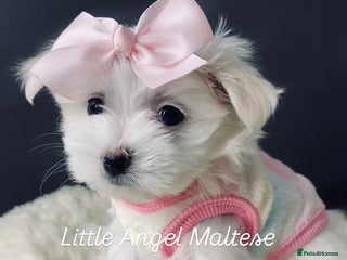 Maltese dogs ✨ Outstanding KC half-Korean Maltese Puppies ✨ - Advert 1