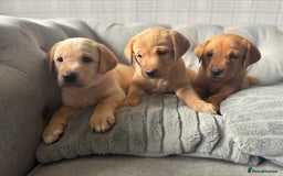 Labrador Retriever dogs for sale: Girl & Boy beautiful lab pups With paperwork  - Image 32