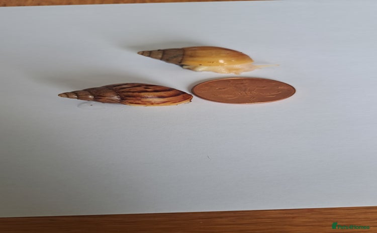 Snails invertebrates - Advert 2