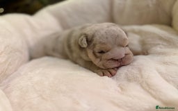 English Bulldog dogs for sale: Stunning English Bulldog Puppies 🐾🐶 - Advert 17