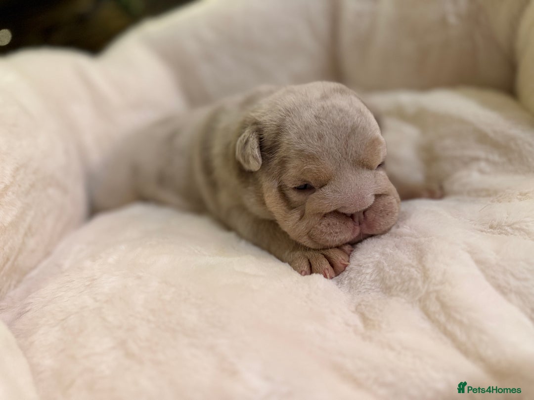 English Bulldog dogs for sale: Stunning English Bulldog Puppies 🐾🐶 - Advert 17