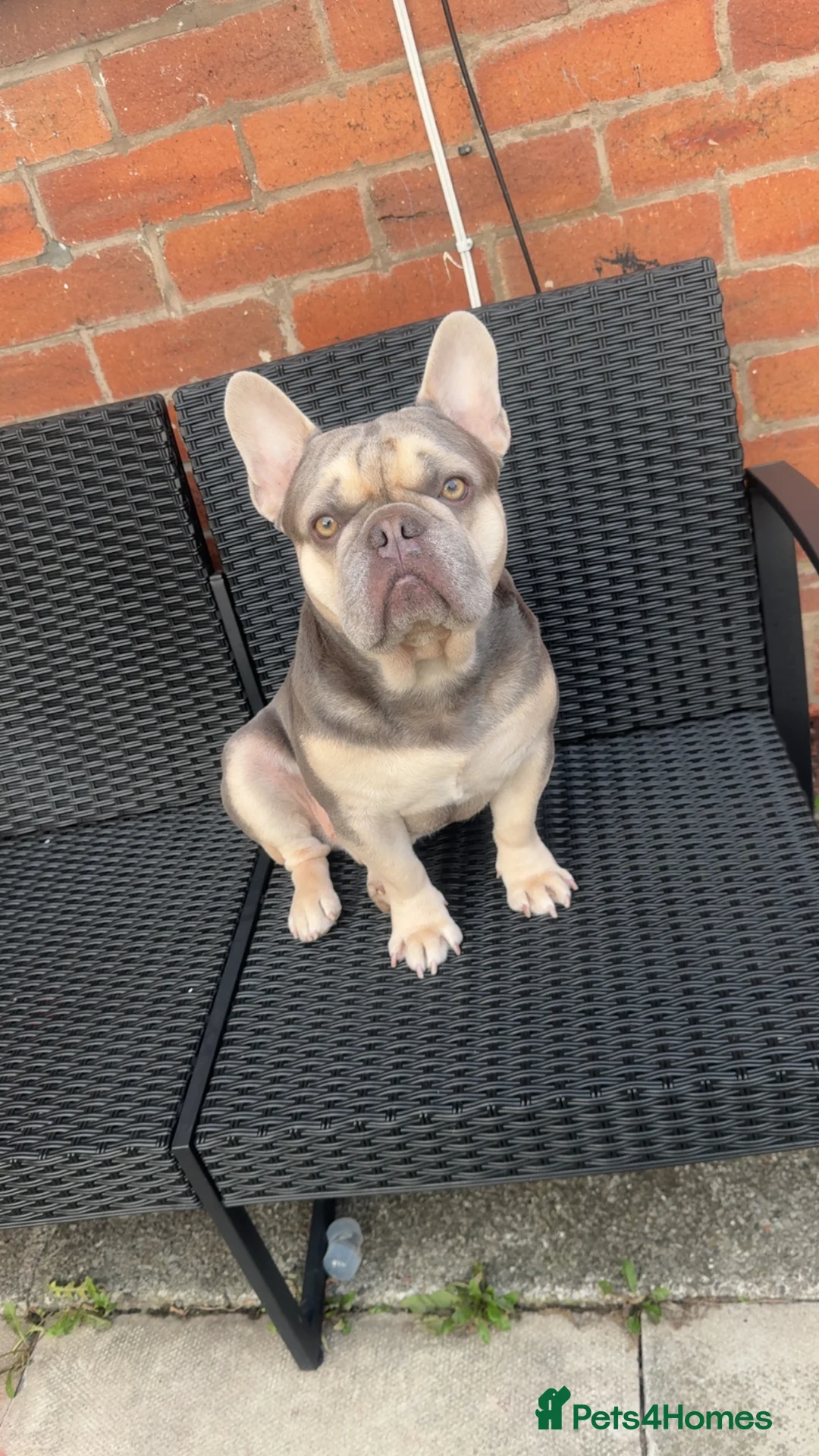 French Bulldog dogs for sale: Male French bulldog  - Advert 8