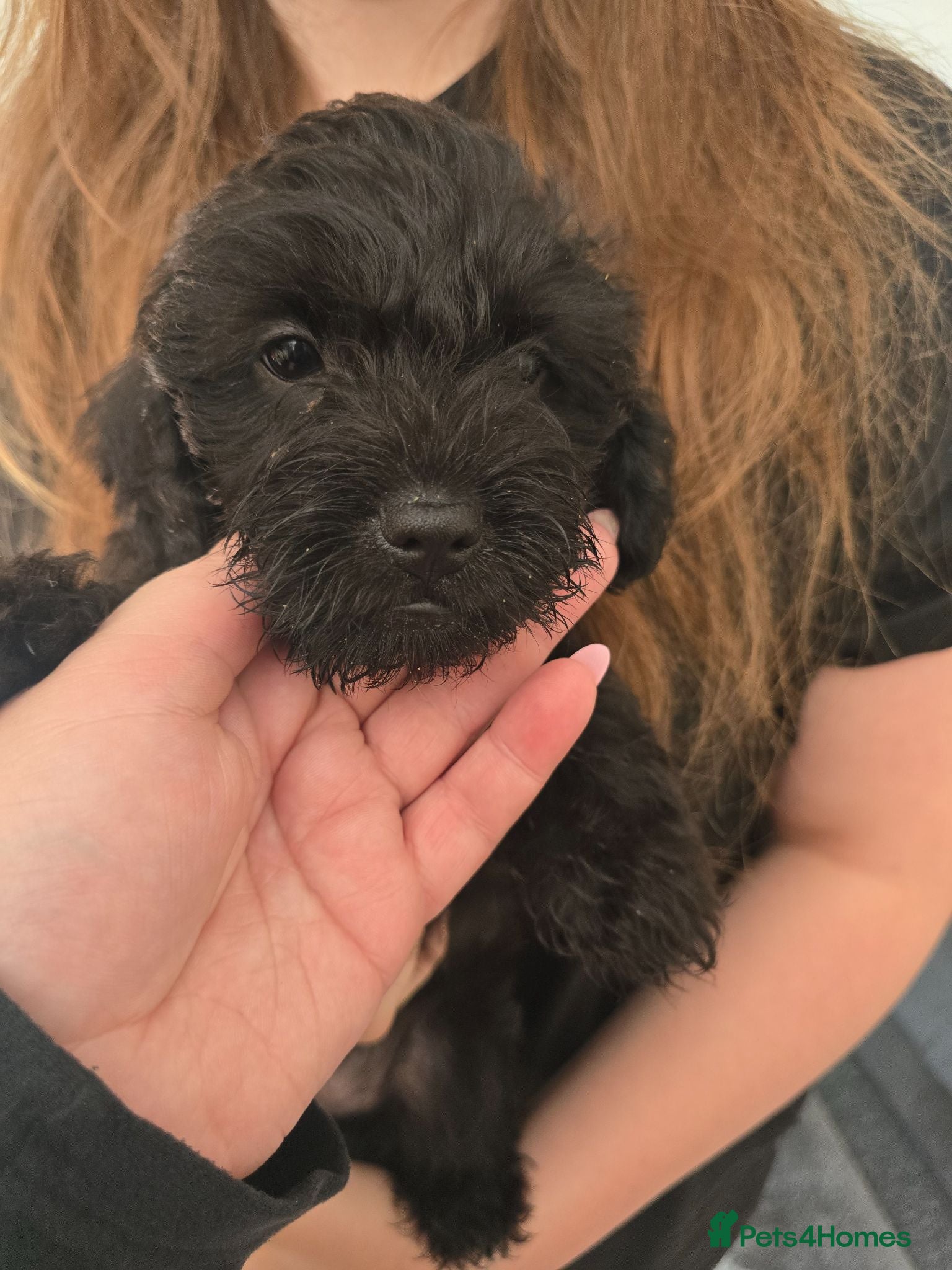 Mixed Breed dogs Last puppy boy looking for forever home ❤️  - Advert 2