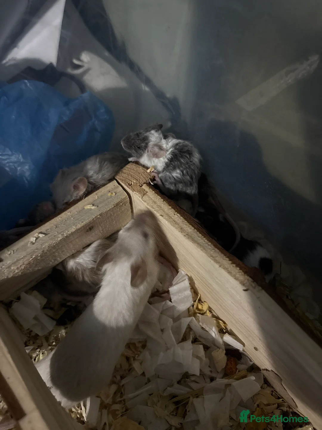 Mouse rodents for sale: Mixed fancy  mice - Advert 1