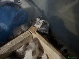 Mouse rodents Mixed fancy mice - Advert 1