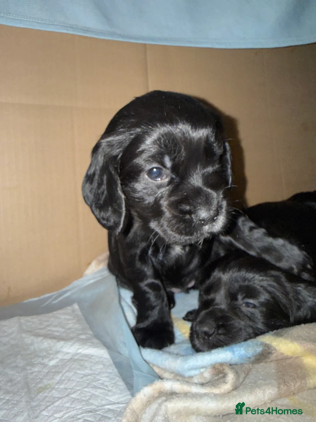 Cocker Spaniel dogs for sale: Working cocker spaniels - Advert 20