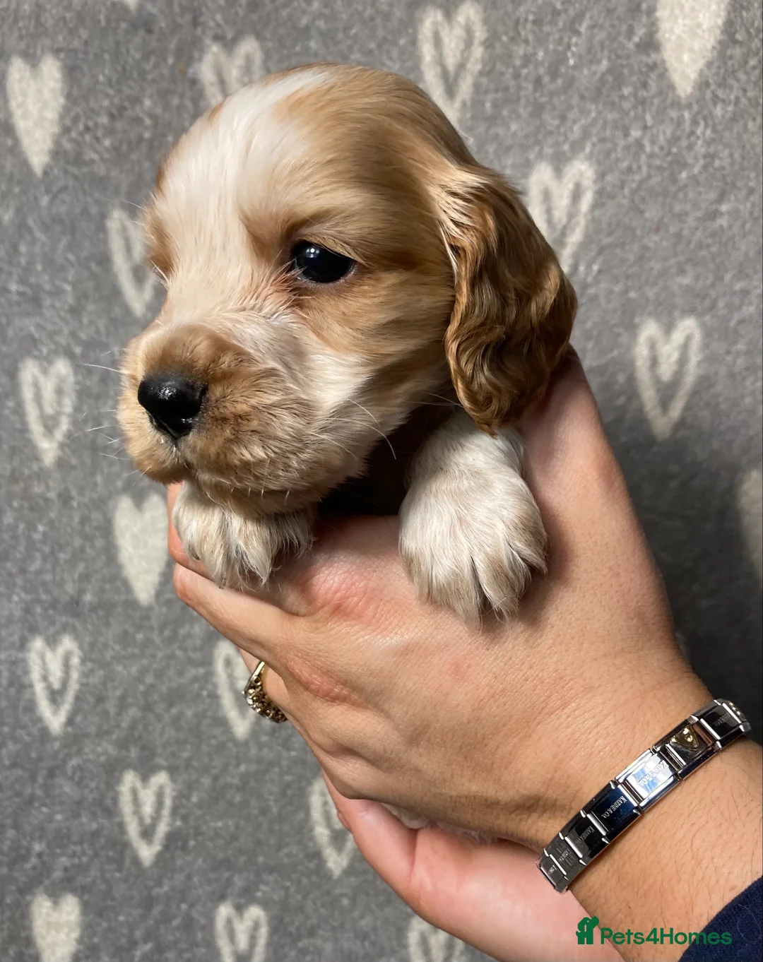 Cocker Spaniel dogs for sale: Show type cocker spaniels  - Advert 16