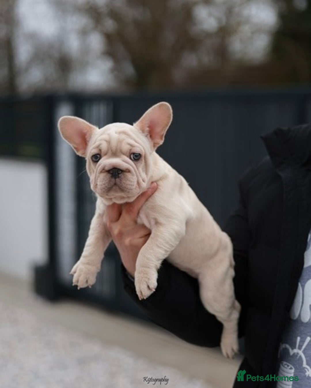 French Bulldog dogs for sale: ✨Two Gorgeous French Bulldog Boys ✨ - Advert 18